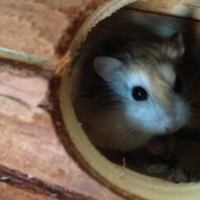 12 Cute as heck toys for hamsters and mice
