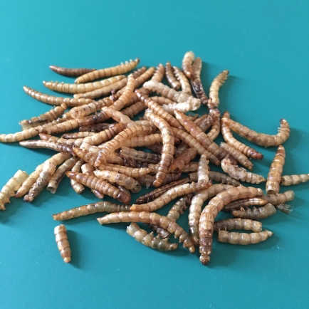 Mealworms (Dried)