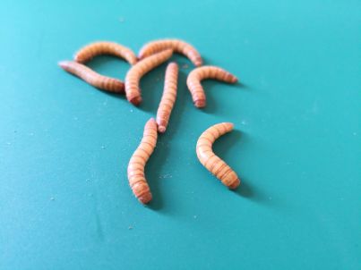 Live mealworms